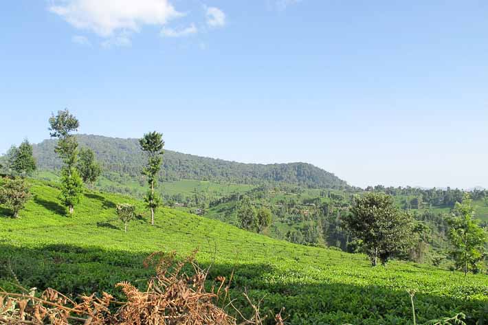 Nyambene Hills